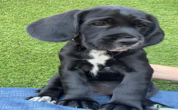 Mixed Breed dogs - Advert 2
