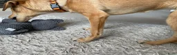 Mixed Breed dogs for adoption: ORLA - FOR ADOPTION  in Aylesbury - Advert 8