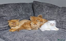 Persian cats for sale: 2 X RED, WHITE MALE PURE PERSIAN KITTENS  - Image 14