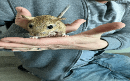 Gerbil rodents for sale: Rare persian jird (female gerbils) price drop - Image 4