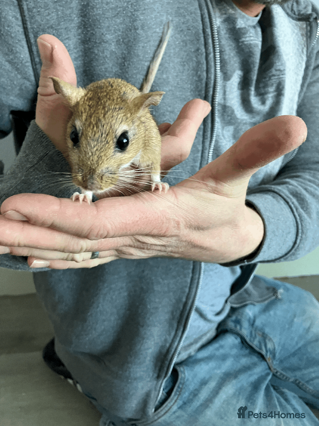 Gerbil rodents for sale: Rare persian jird (female gerbils) price drop - Image 4