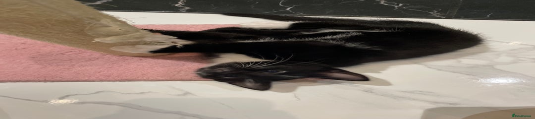 Mixed Breed Kitten 1