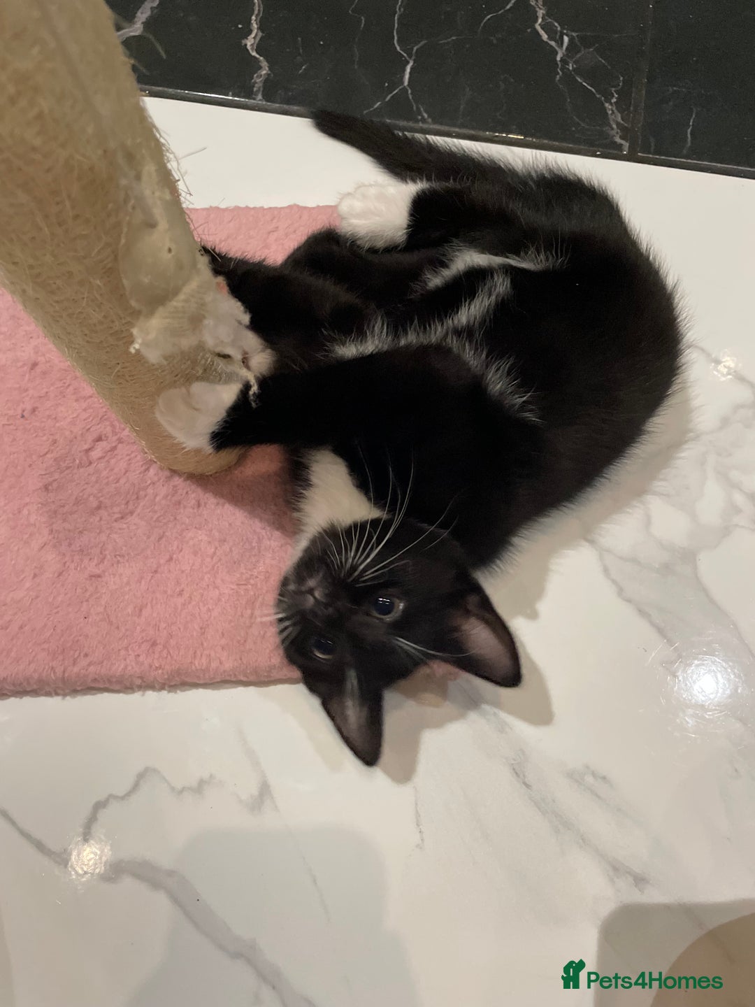 Mixed Breed cats for sale: 2 beautiful girl kittens - Image 6