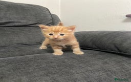 Mixed Breed cats for sale: Mixed kittens ready to go early december - Image 6