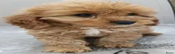 Cavapoo dogs for sale: F1 Cavapoo Puppies Available Now  - Advert 14