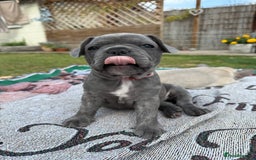 French Bulldog dogs for sale: READY TO GO THIS BANK HOLIDAY WEEKEND £1,300 ONO  - Image 11