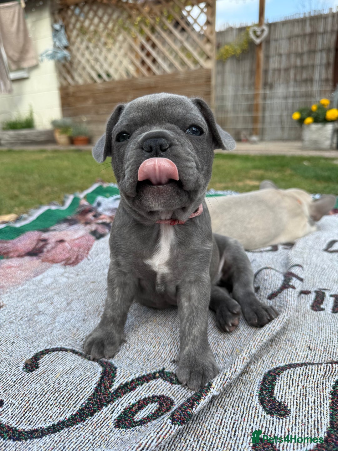 French Bulldog dogs for sale: READY TO GO THIS BANK HOLIDAY WEEKEND £1,300 ONO  - Image 11