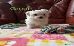 Maltese dogs for sale: Extra mini adorable pups in Bury - Image 9
