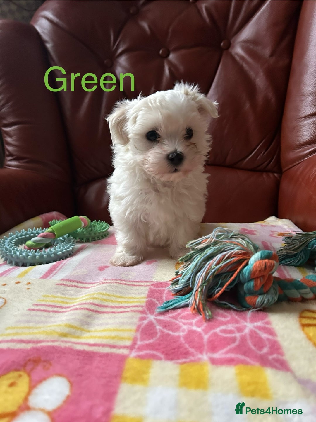 Maltese dogs for sale: Extra mini adorable pups in Bury - Image 9