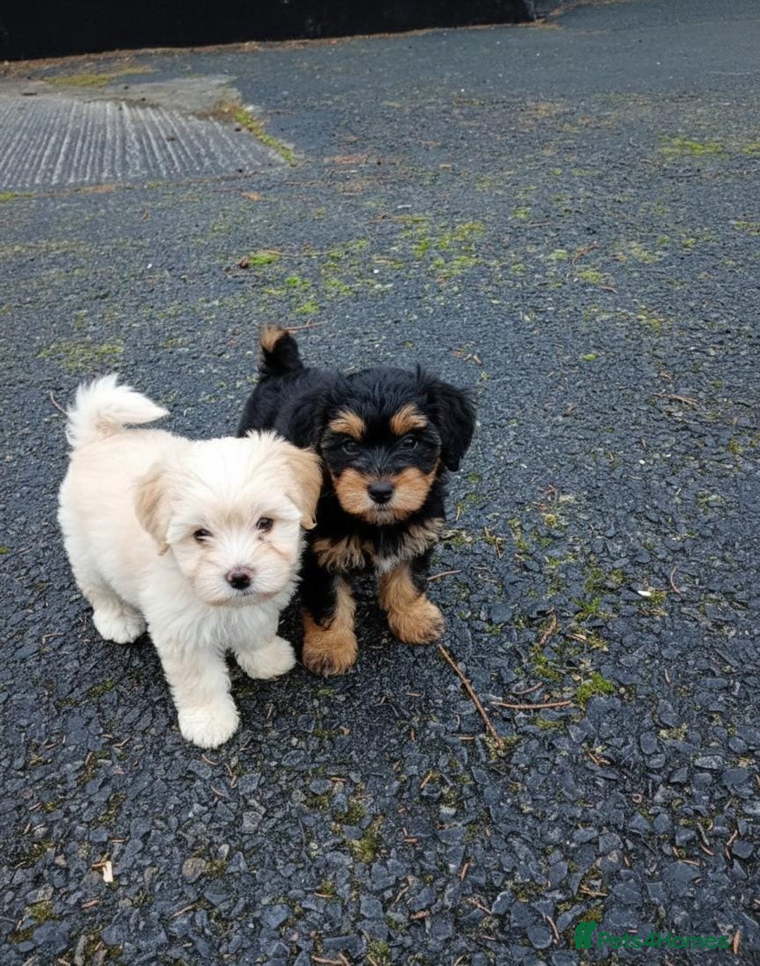 Maltipoo dogs for sale: Maltipoo puppies  - Advert 3