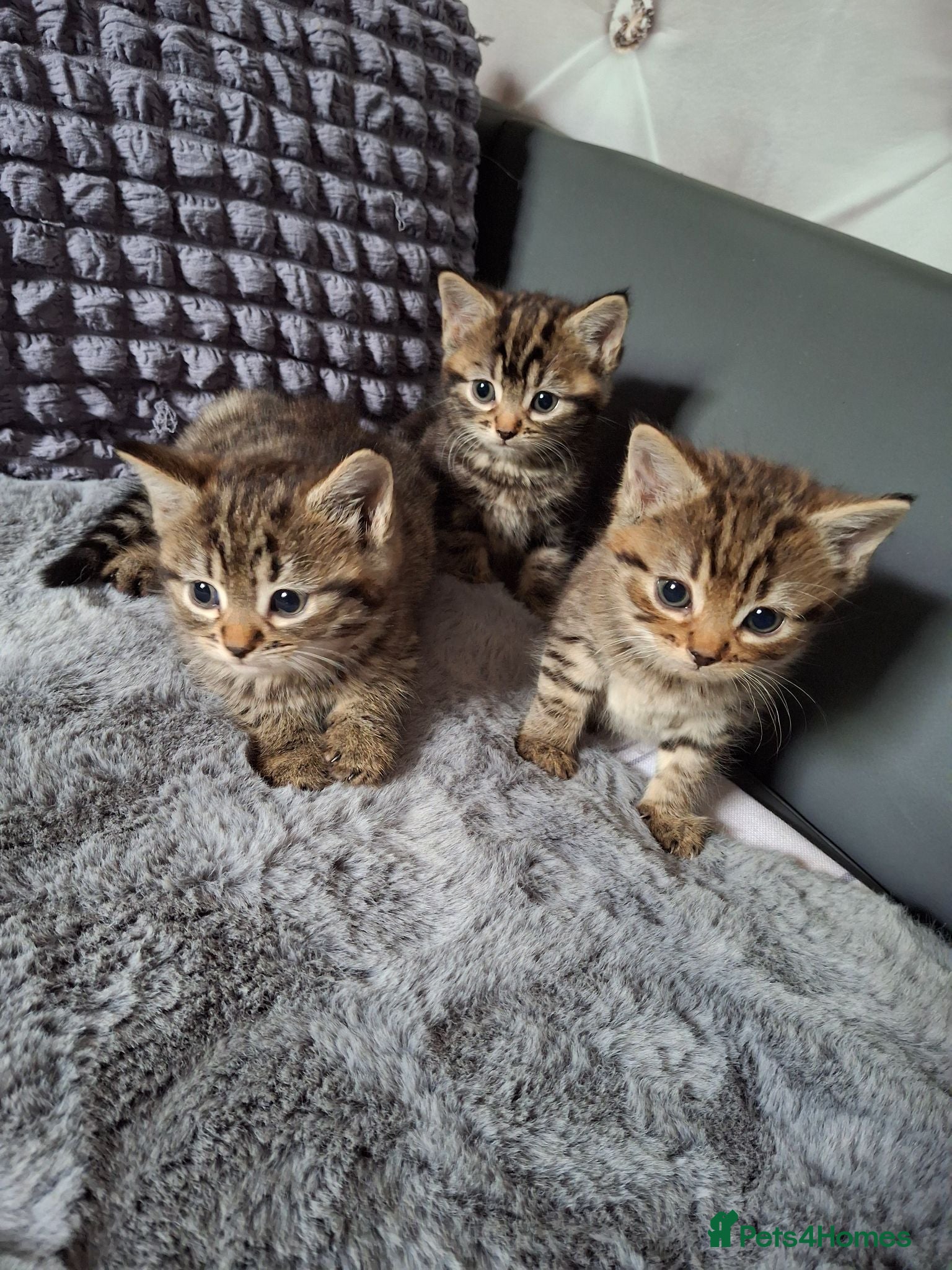 Mixed Breed cats 3 cutest females mixed bengal tabby kittens v - Advert 11