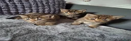 Mixed Breed cats for sale: 3 cutest females mixed bengal tabby kittens v - Advert 2