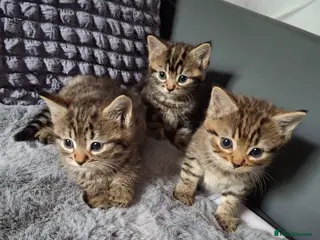 Mixed Breed cats 3 cutest females mixed bengal tabby kittens v - Advert 11