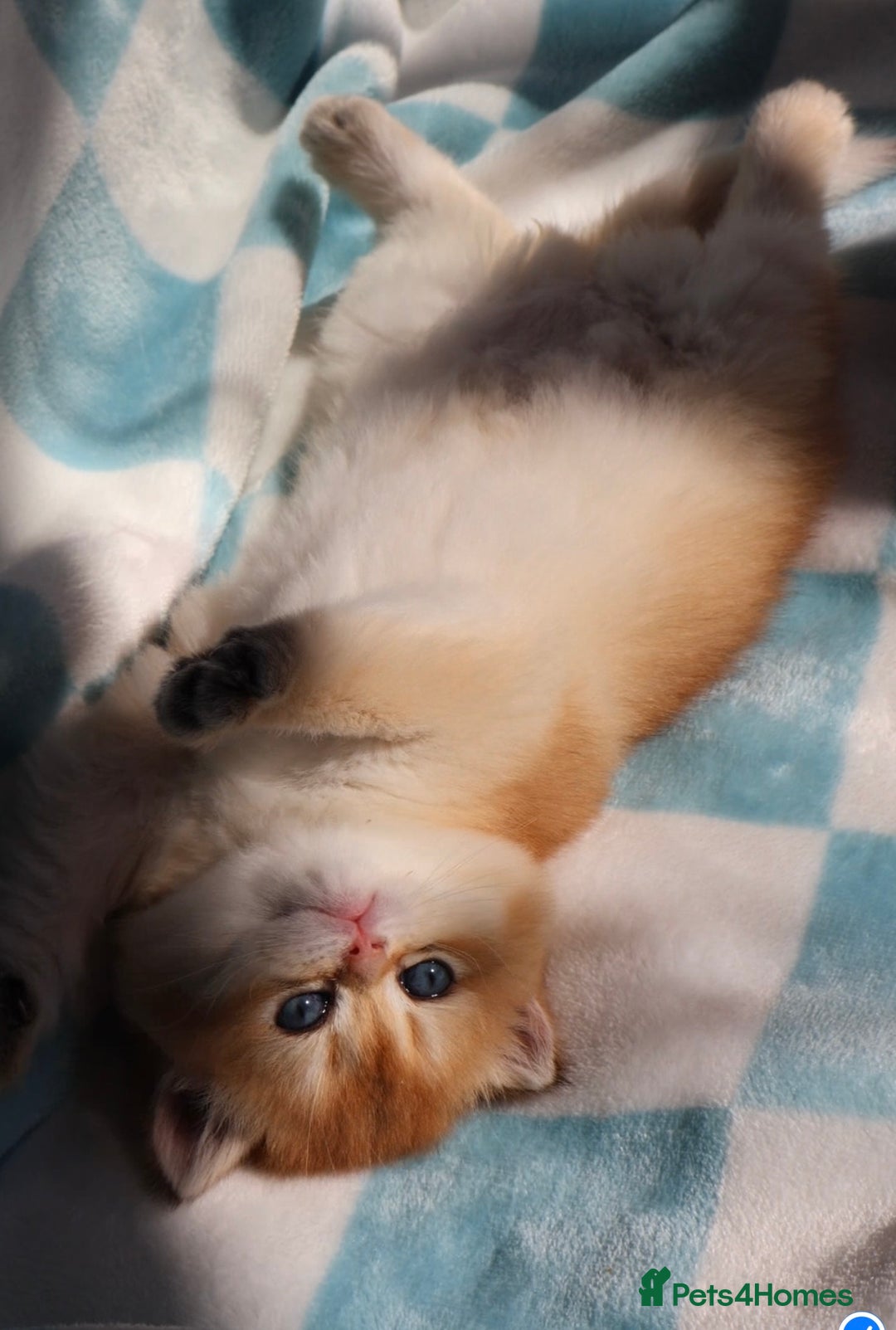 British Shorthair cats for sale: 🧿✨Exclusive Golden British Shorthair babies 🧿 - Advert 2