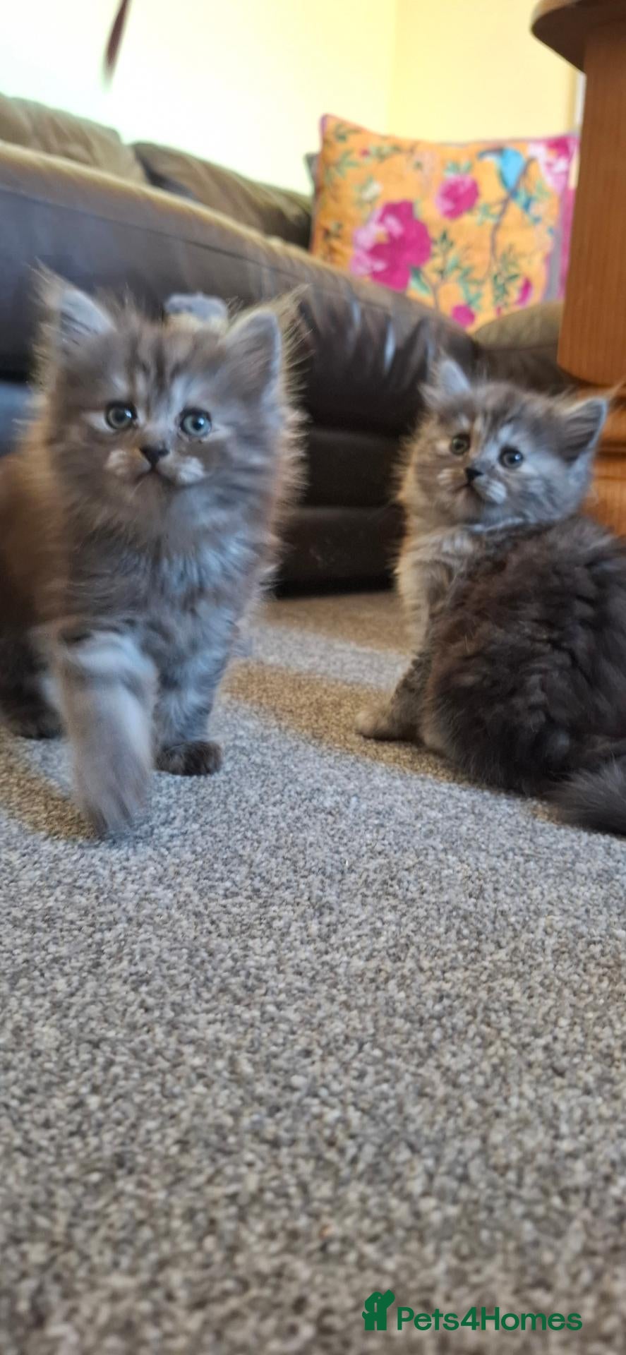 Mixed Breed cats Adorable long haired Persian mix - Advert 16