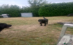 Labrador Retriever dogs for sale: Fully innoculated  show type black female  in Halifax - Image 1