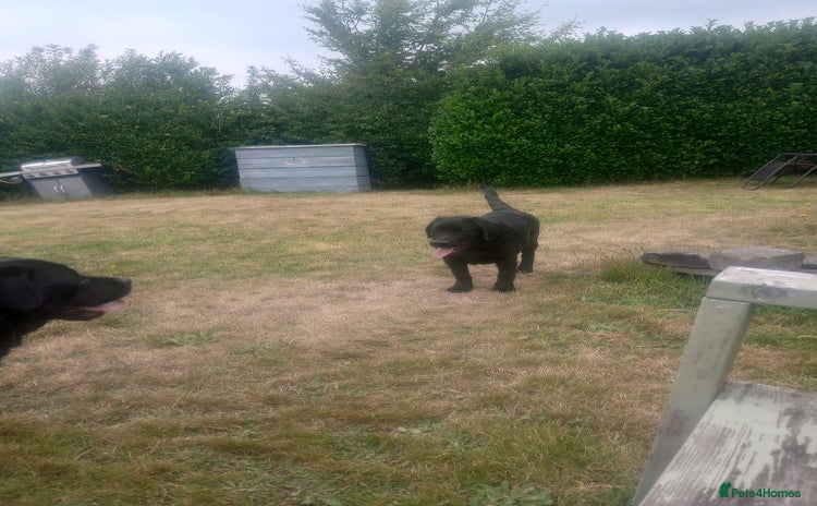 Labrador Retriever dogs in Halifax - Advert 12