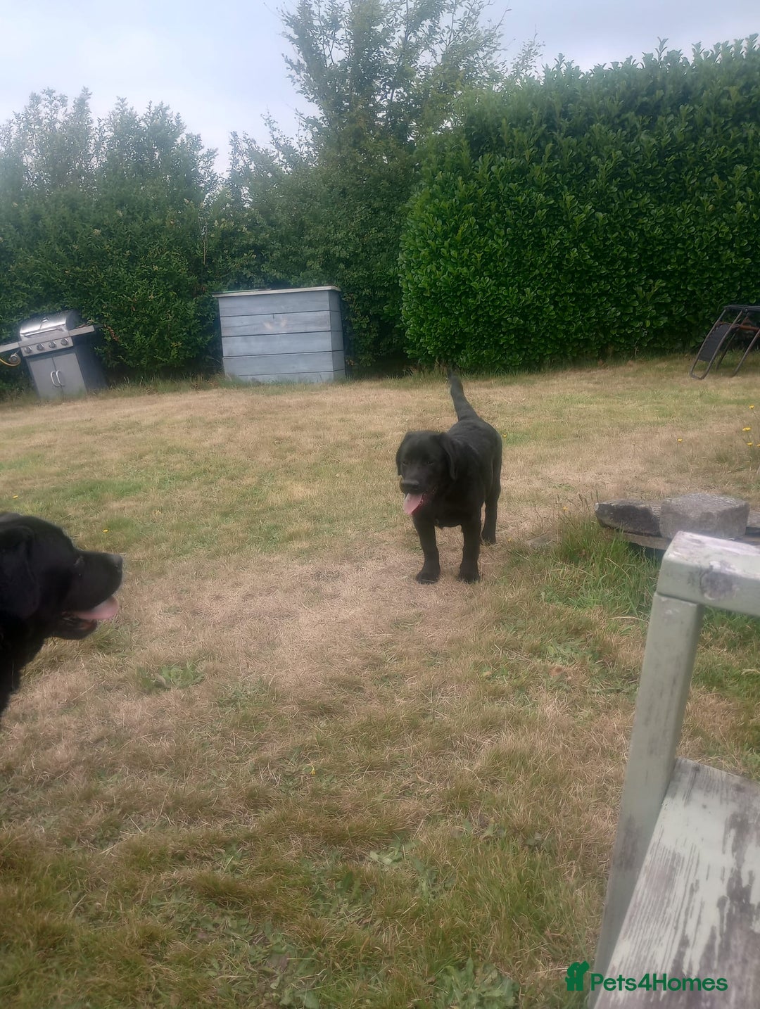 Labrador Retriever dogs for sale: Fully innoculated  show type black female  in Halifax - Image 1