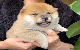 Japanese Shiba Inu dogs for sale: KC reg Japanese Shiba Inu puppies  - Image 28