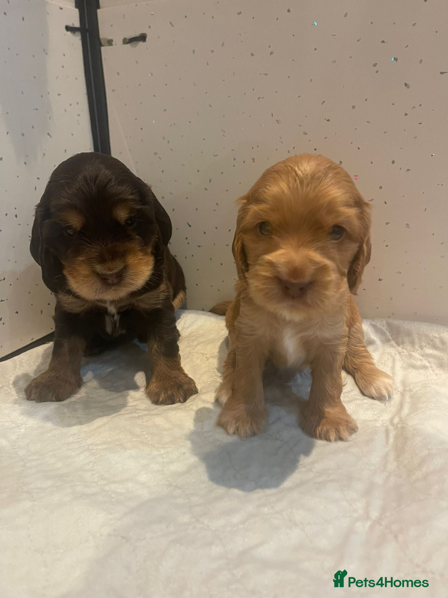 Cocker Spaniel dogs Show Cocker Spaniel - Advert 2