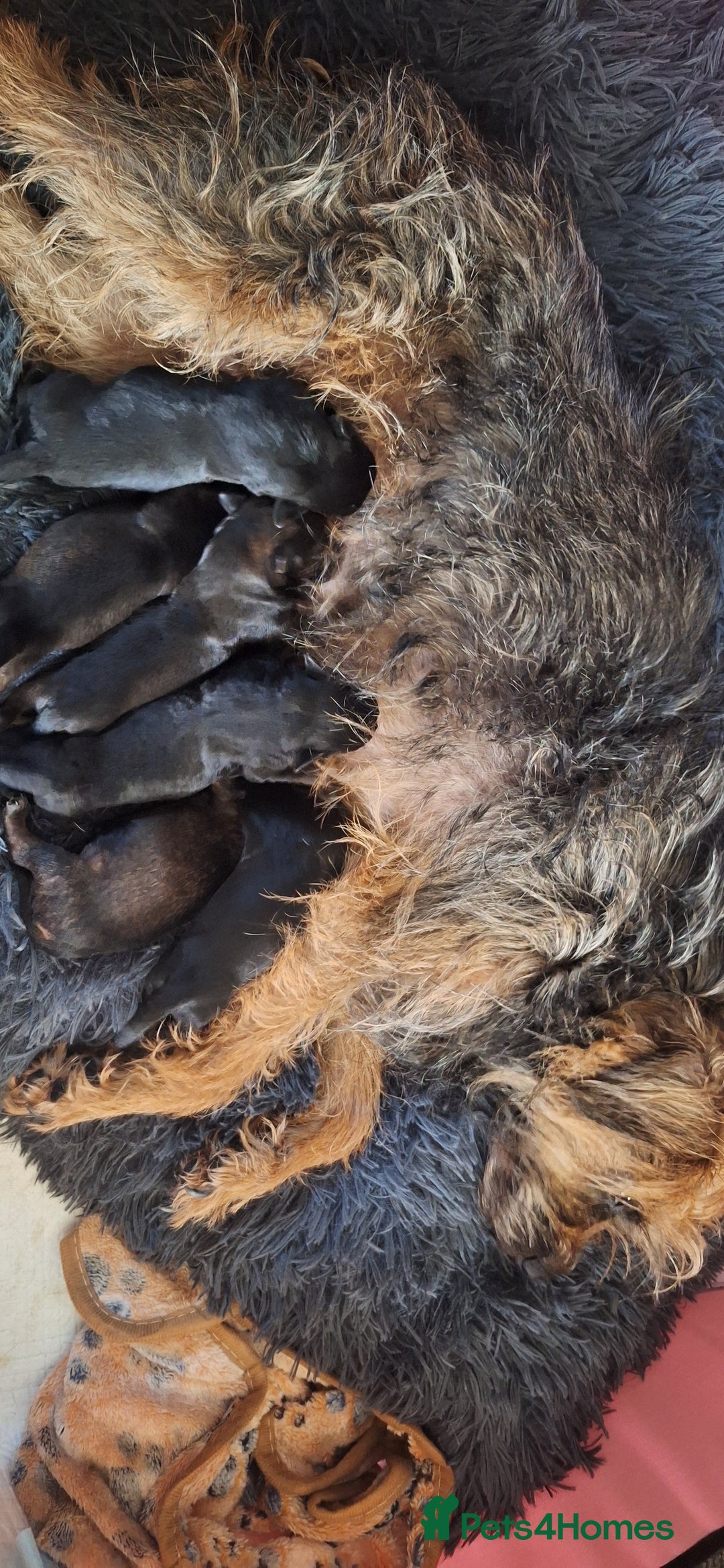 Border Terrier dogs for sale: Border terrier pups slem tested parents  - Image 6
