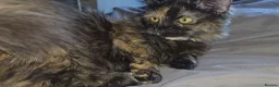 Munchkin cats for sale: Loving munchkin for sale - Advert 16