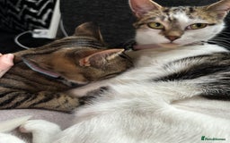 Mixed Breed cats for sale: Two beautiful cats - Image 10