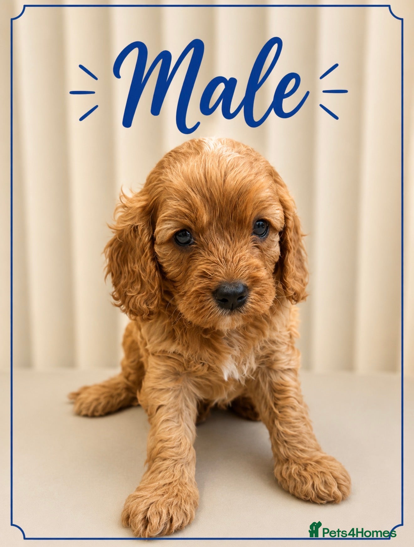 Cavapoo dogs Beautiful F1b Cavapoo’s 🧬 Health Tested Parents - Advert 2