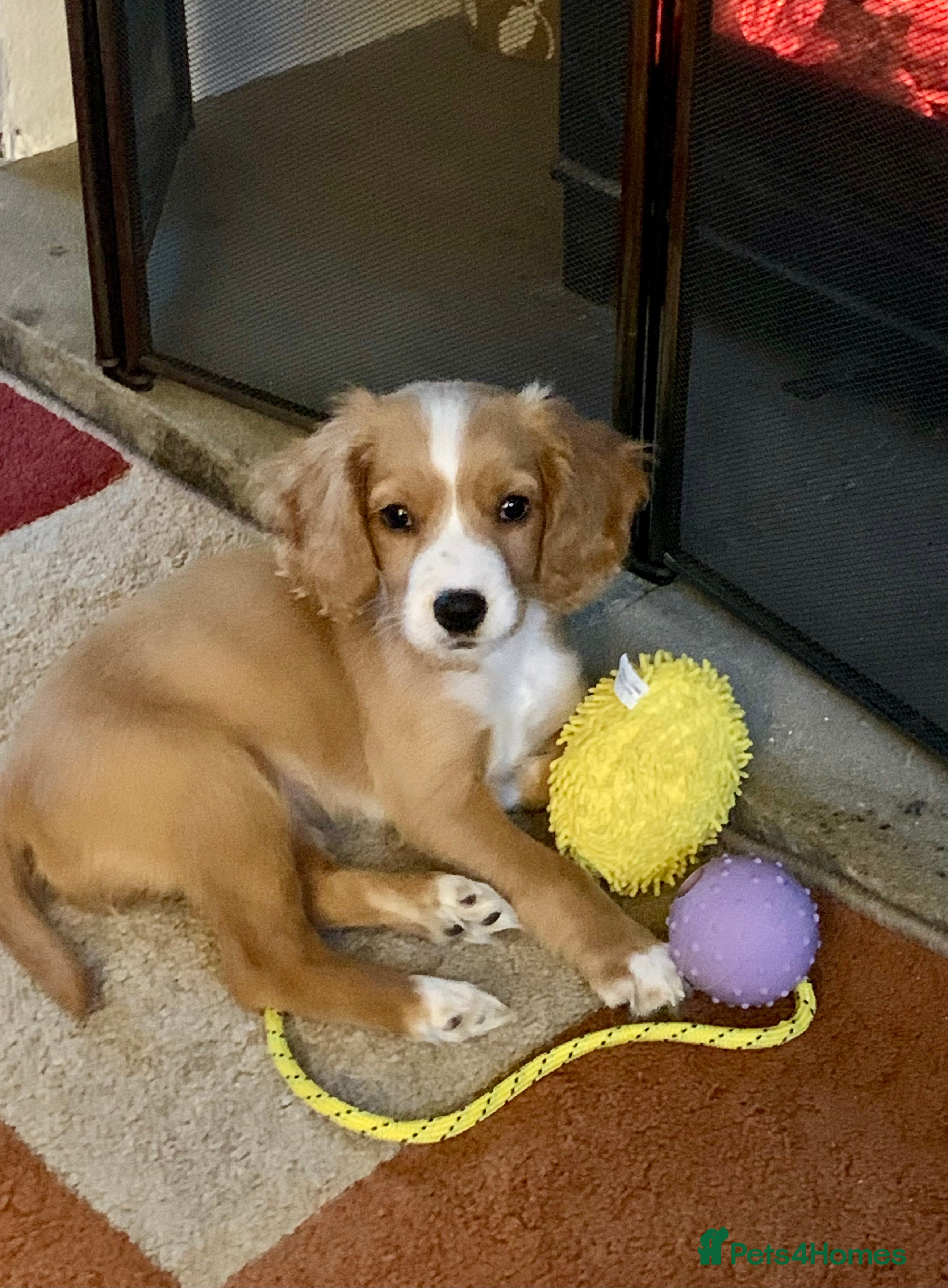 Cockapoo dogs Cockerpoo Bitch 11 weeks old  - Advert 1