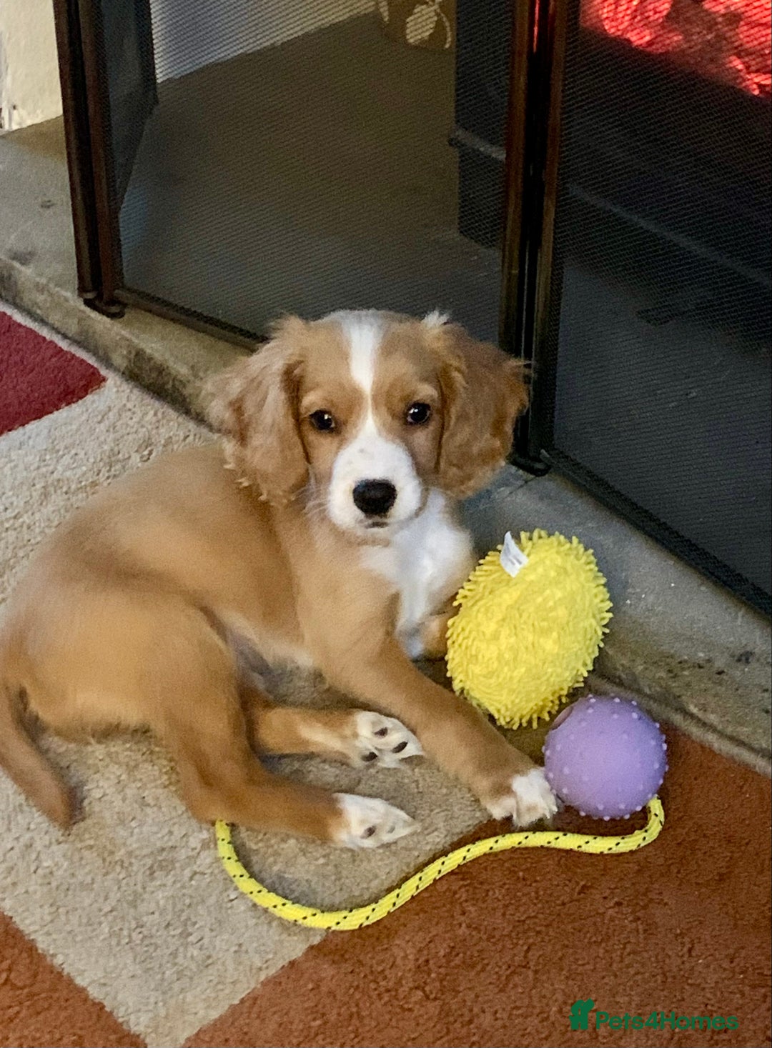 Cockapoo dogs for sale: Cockapoo Bitch 11 weeks old  - Advert 1