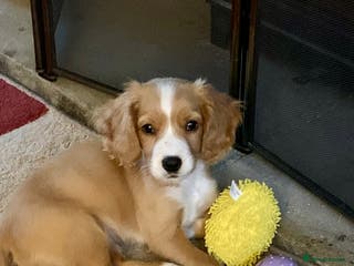 Cockapoo dogs Cockerpoo Bitch 11 weeks old - Advert 1