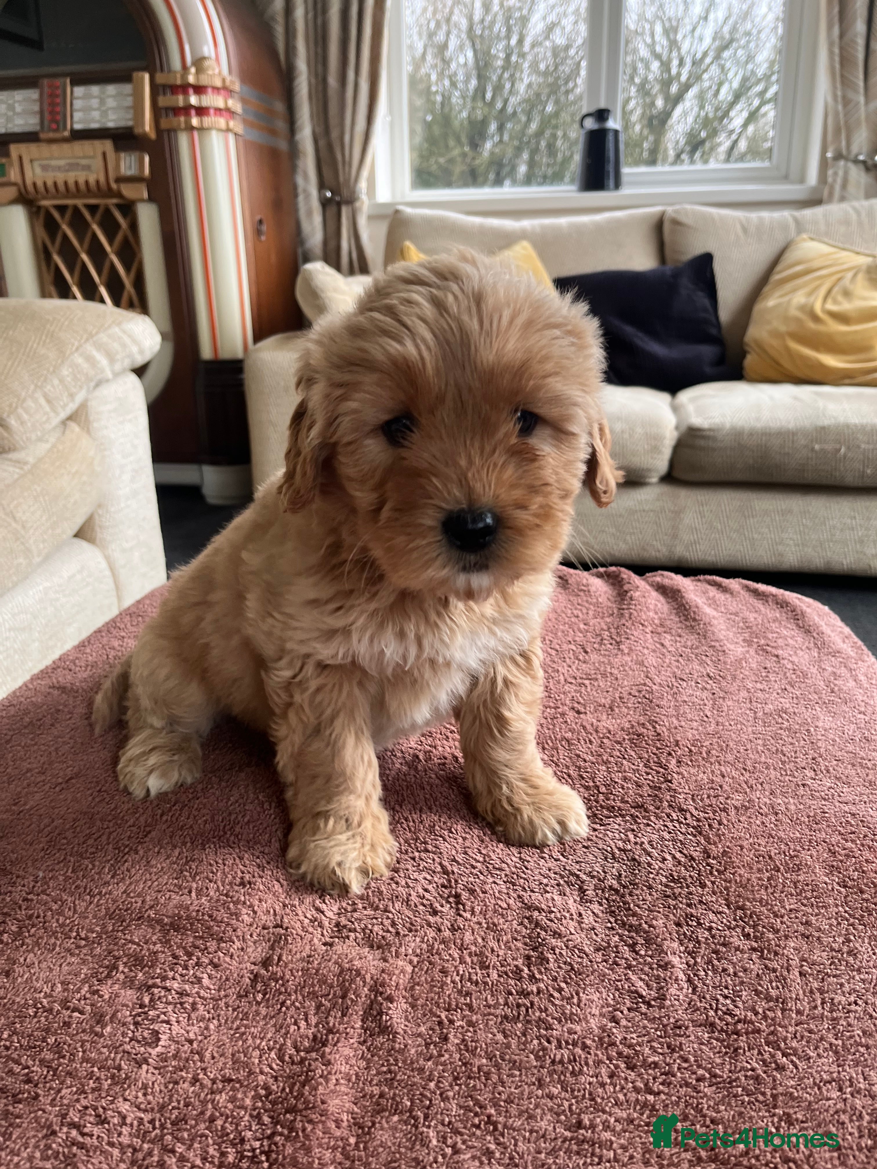 Labradoodle dogs Beautiful healthy Labradoodle Puppied - Advert 1