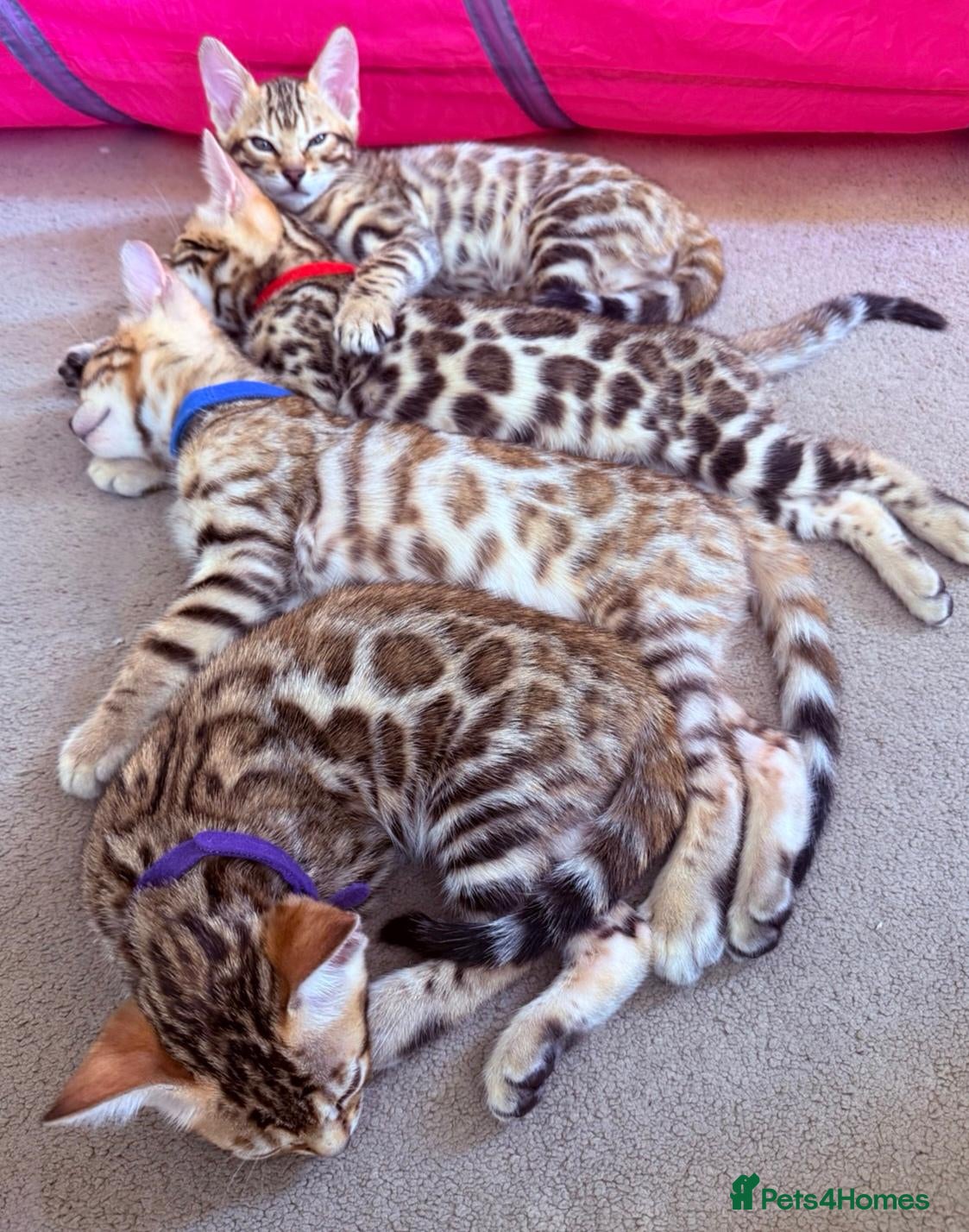 Bengal cats Stunning Bengal Kittens. TICA Registered. - Advert 1
