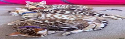 Bengal cats for sale: Stunning Bengal Kittens. TICA Registered. - Advert 1