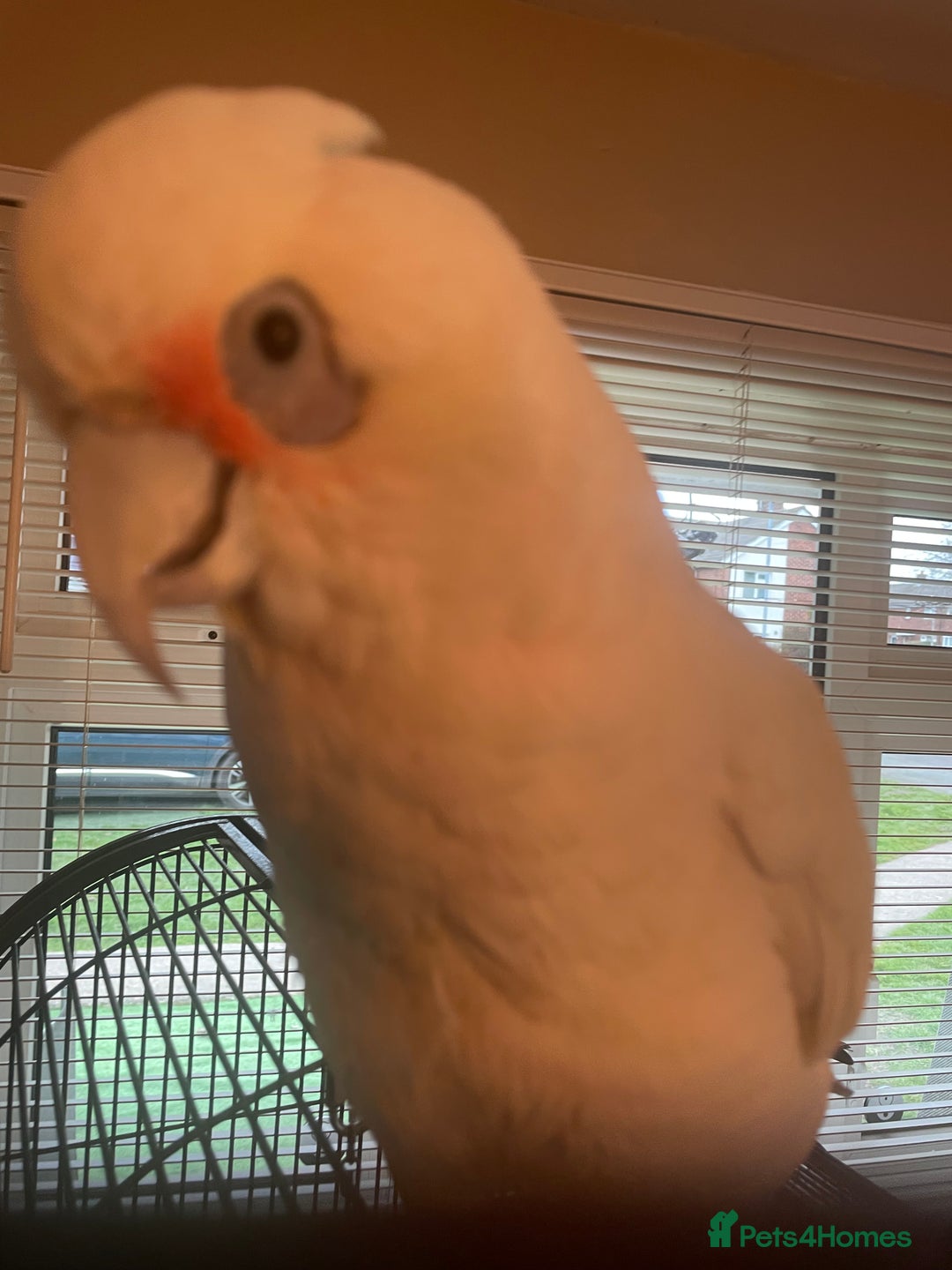 Cockatoo birds for sale: Cockatoo - Image 3