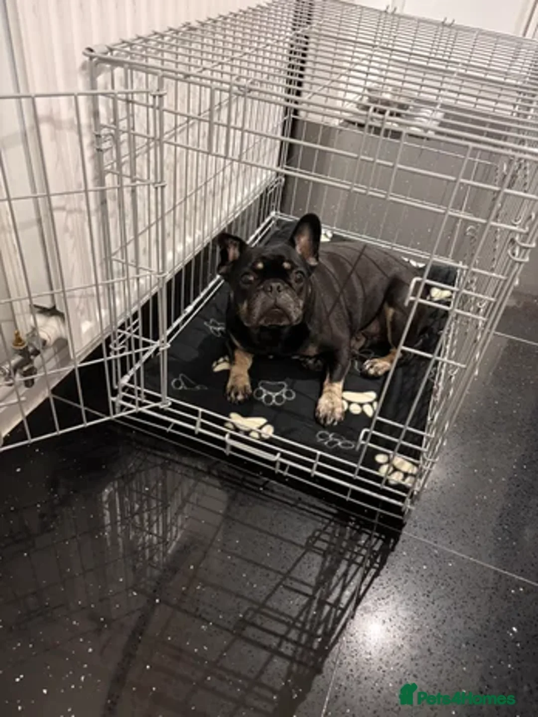 French Bulldog dogs for sale: Millie needs her forever home - Advert 1