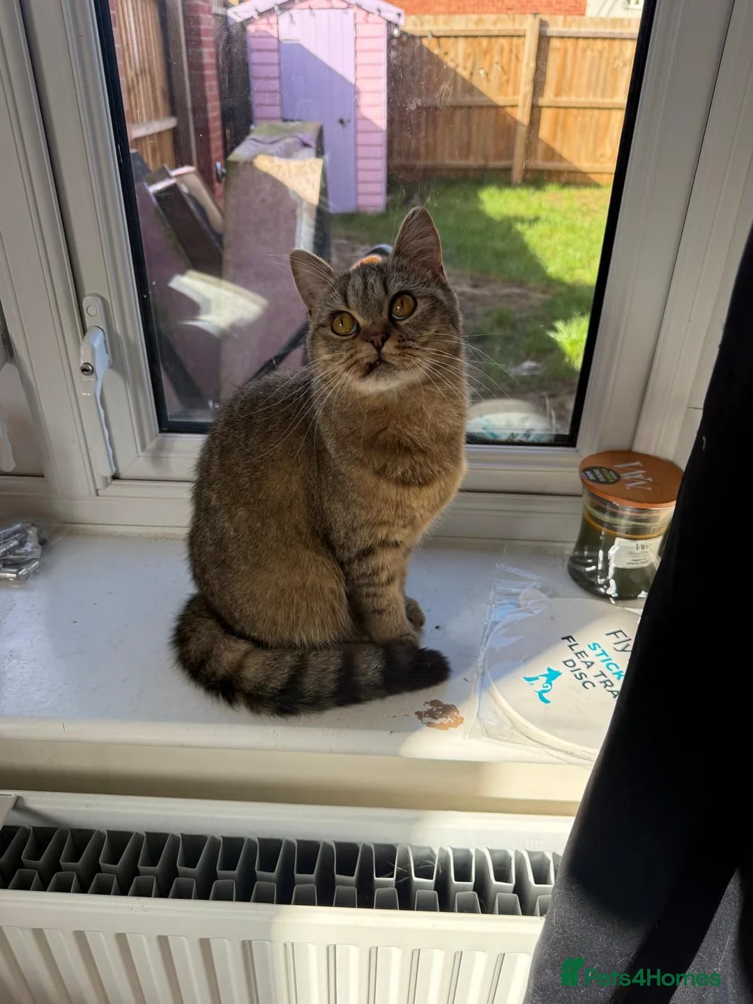 British Shorthair cats for sale: Golden Tabby British Short hair female - Advert 2