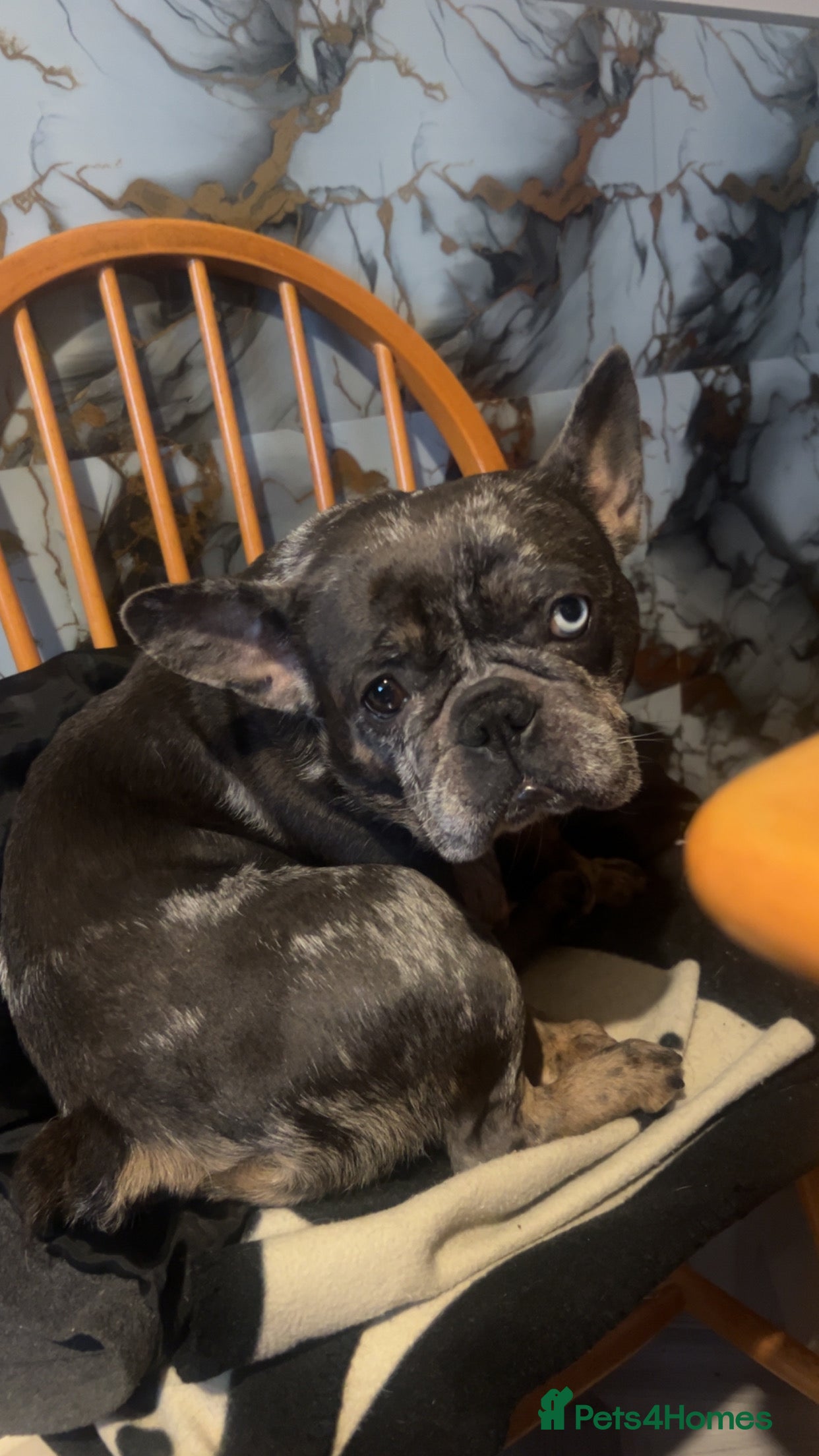 French Bulldog dogs French bulldog puppies  - Advert 2