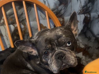 French Bulldog dogs French bulldog puppies - Advert 1