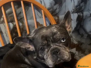 French Bulldog dogs French bulldog puppies - Advert 3