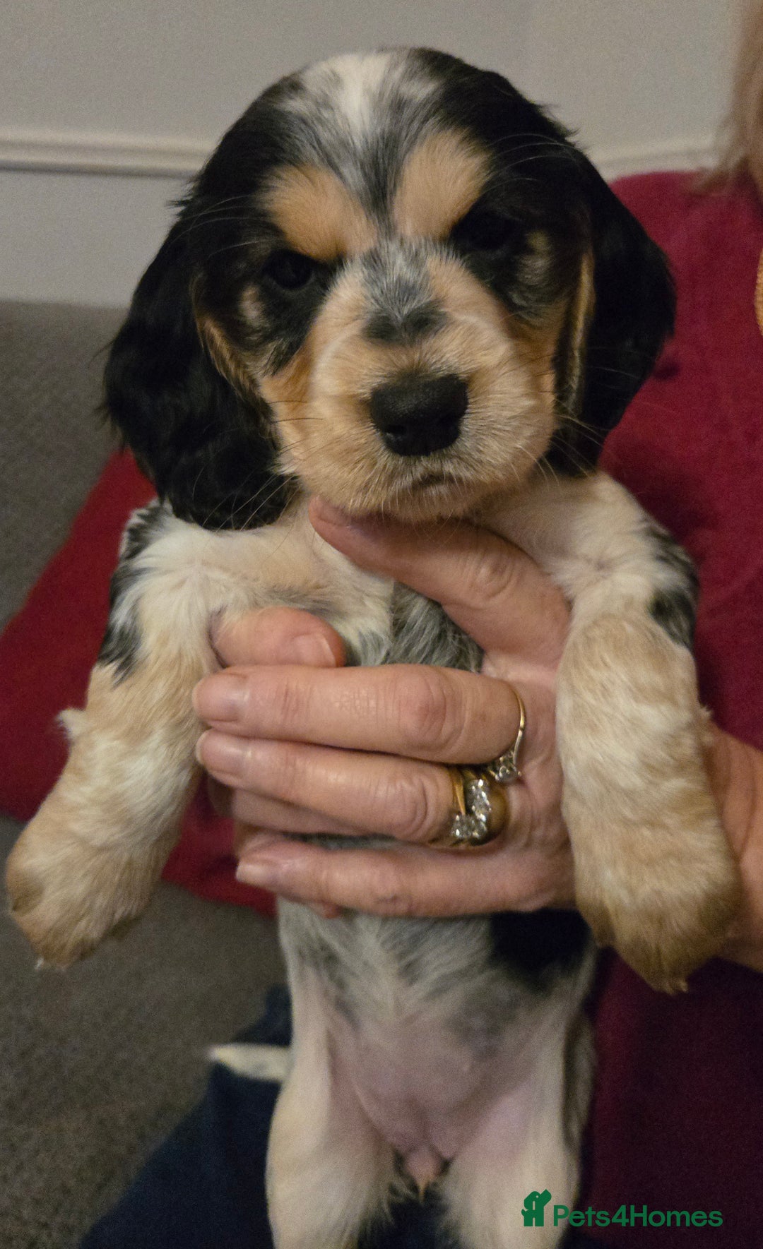 Cocker Spaniel dogs for sale: Show/Working Cocker spaniel puppies  - Advert 10