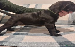 Cane Corso dogs for sale: Cane Corso - Image 2