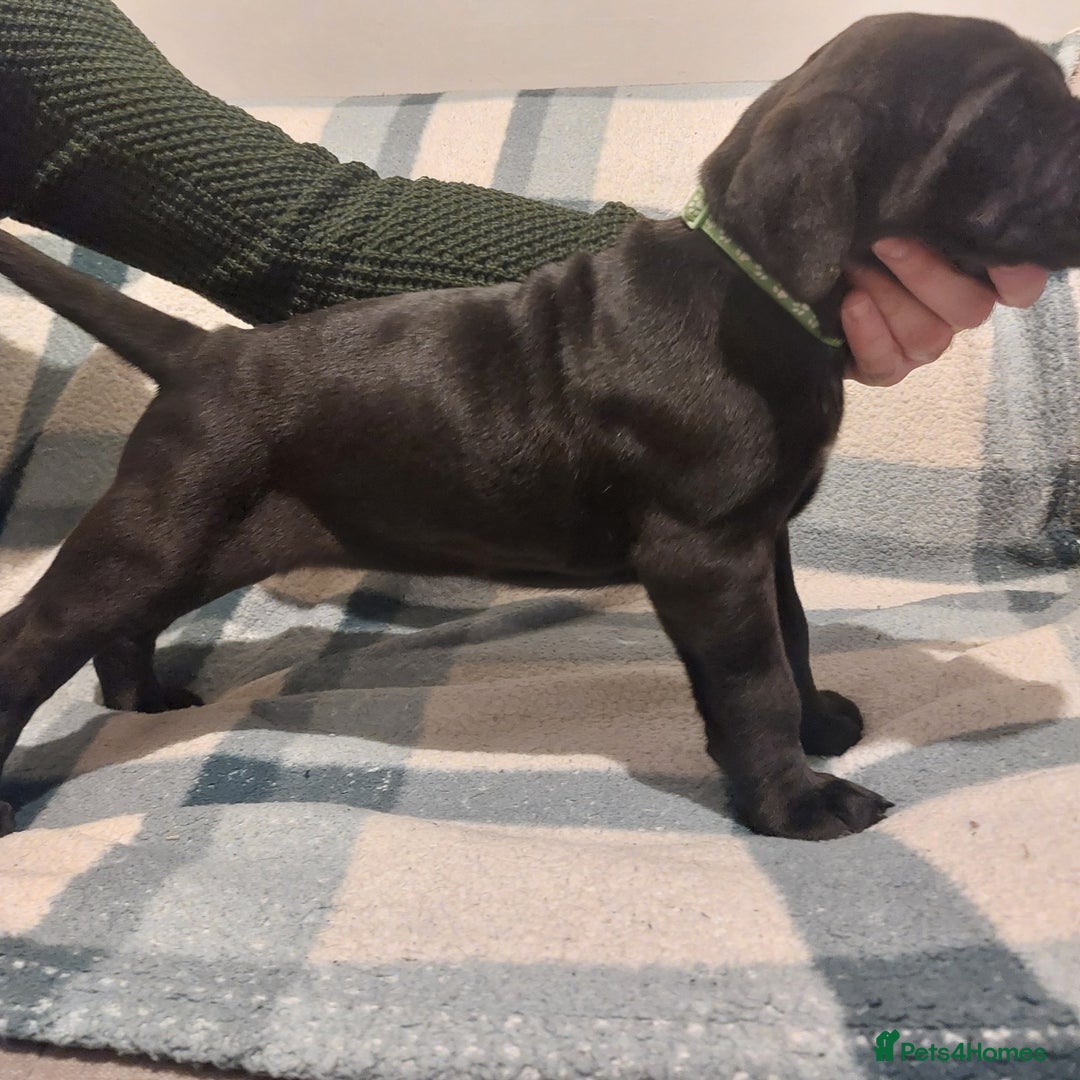 Cane Corso dogs for sale: Cane Corso - Image 2