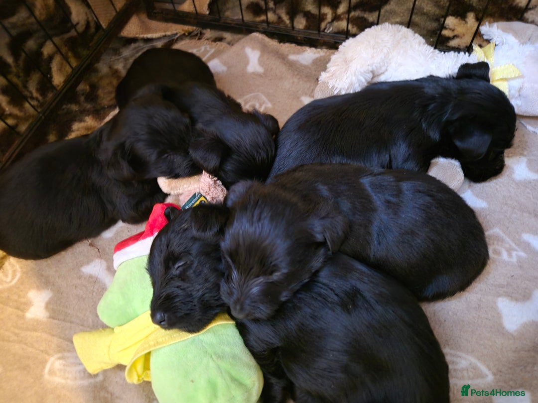 Scottish Terrier dogs for sale: KC Scottish terrier puppies  - Advert 3
