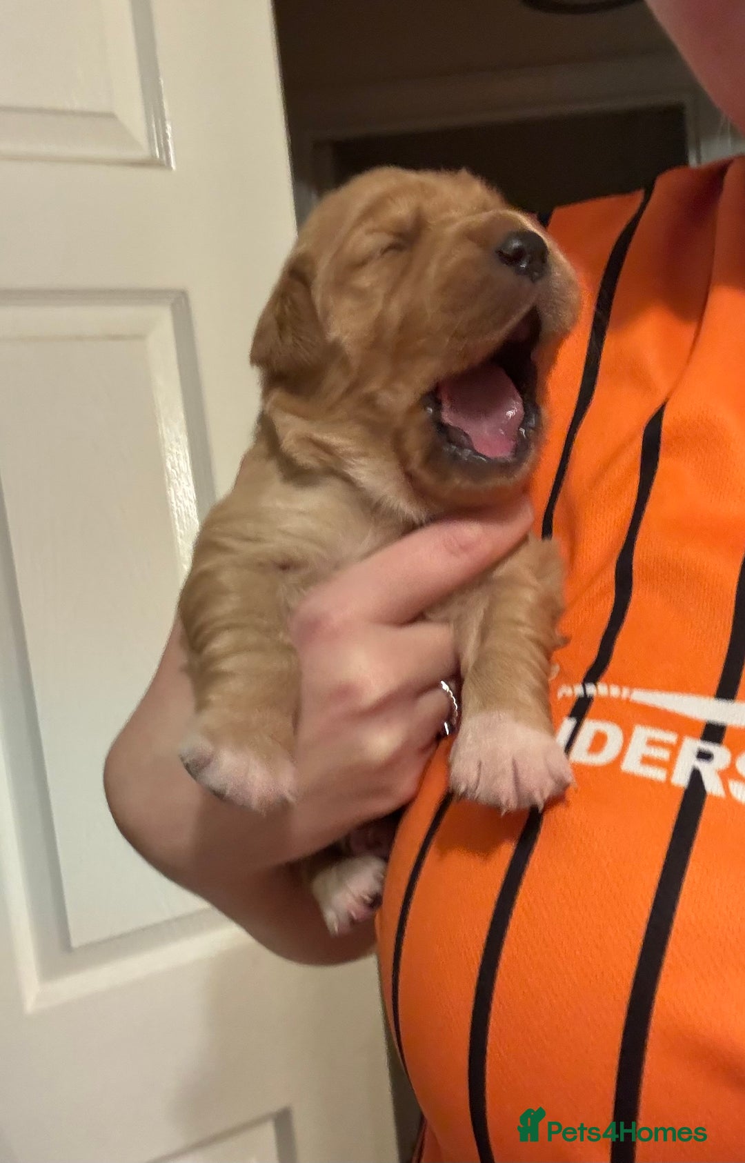 Golden Retriever dogs for sale: Beautiful Golden Retriever puppies  - Advert 21
