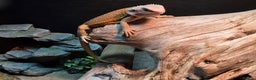 Bearded Dragon reptiles for sale: 5month bearded dragon  - Advert 2