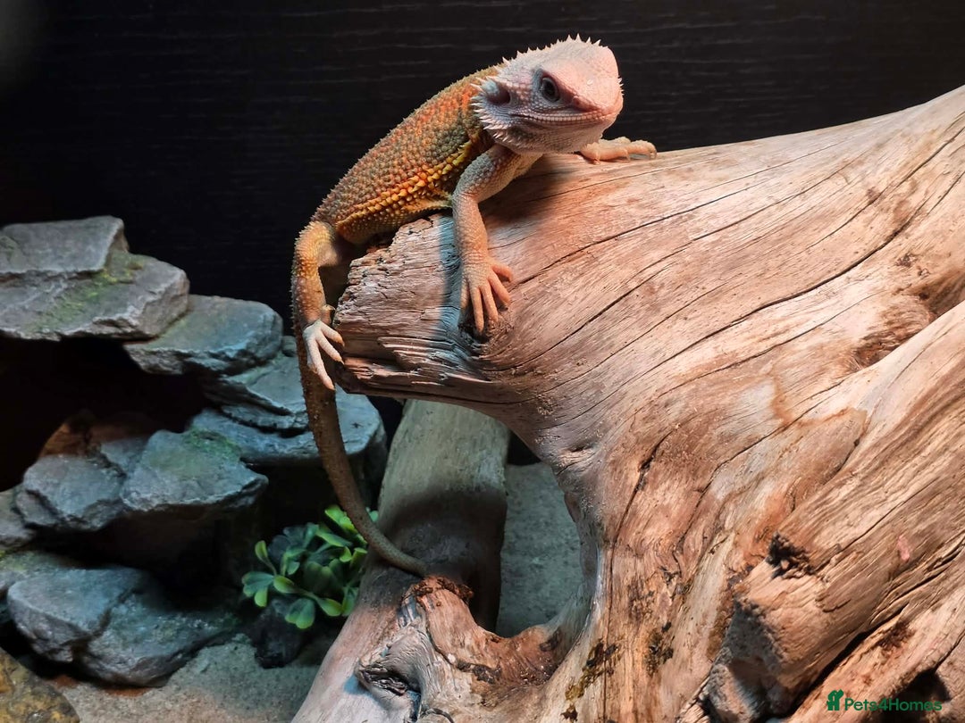 Bearded Dragon reptiles for sale: 5month bearded dragon  - Advert 2