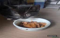 Domestic Shorthair cats for sale: 2 females and 1 male kitten for sale - Image 3
