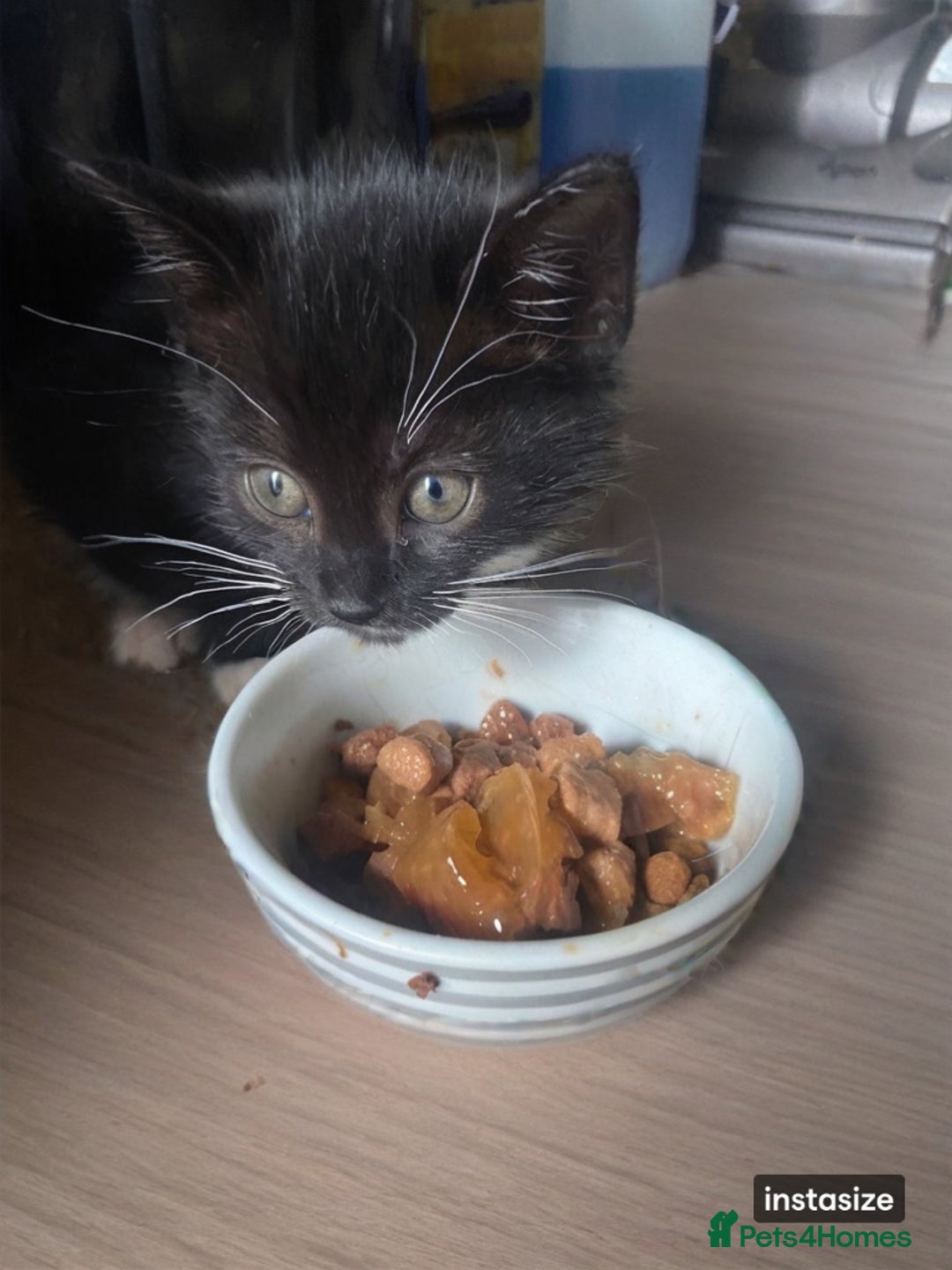 Domestic Shorthair cats for sale: 2 females and 1 male kitten for sale - Image 3