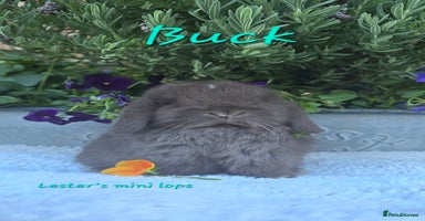 Mini Lop rabbits Beautiful mini lops girls and boys - Advert 9